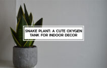 The Snake Plant Benefits that Make Them Essential for Your Home