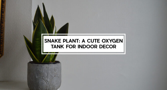 snake plants for oxygen supply and home decoration